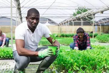 Agriculture comme Affaire